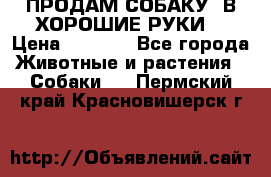 ПРОДАМ СОБАКУ  В ХОРОШИЕ РУКИ  › Цена ­ 4 000 - Все города Животные и растения » Собаки   . Пермский край,Красновишерск г.